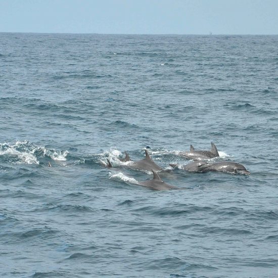 Dolphins, Sri Lanka